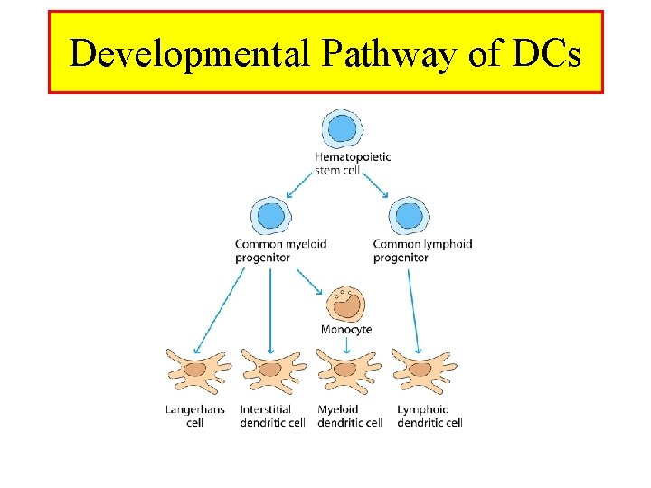 Developmental Pathway of DCs 