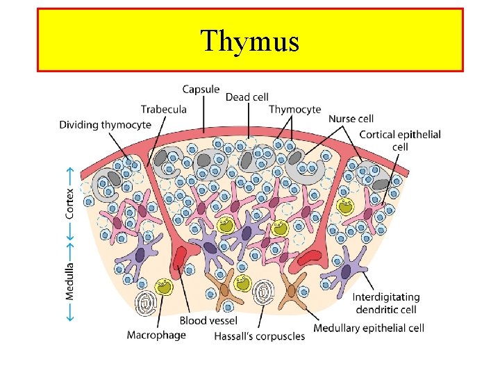 Thymus 