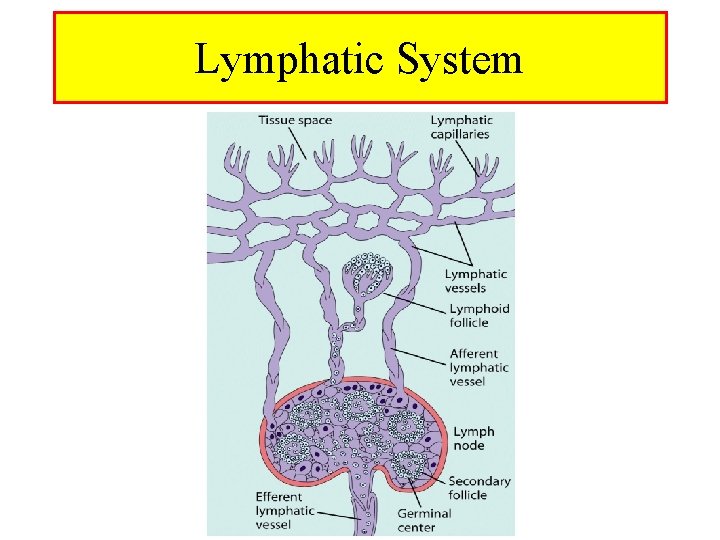 Lymphatic System 