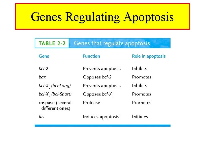 Genes Regulating Apoptosis 