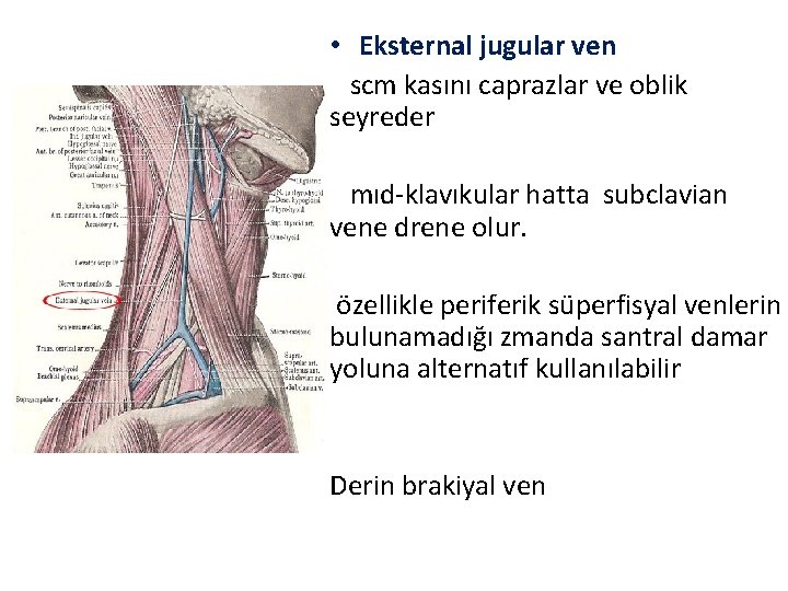  • Eksternal jugular ven scm kasını caprazlar ve oblik seyreder mıd-klavıkular hatta subclavian