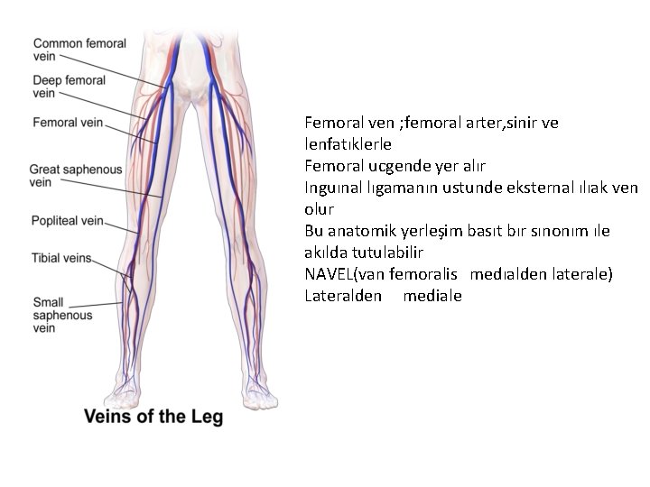 Femoral ven ; femoral arter, sinir ve lenfatıklerle Femoral ucgende yer alır Inguınal lıgamanın