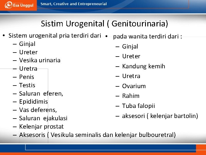 Sistim Urogenital ( Genitourinaria) • Sistem urogenital pria terdiri dari • pada wanita terdiri