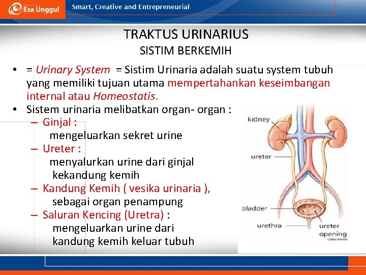 TRAKTUS URINARIUS SISTIM BERKEMIH • = Urinary System = Sistim Urinaria adalah suatu system