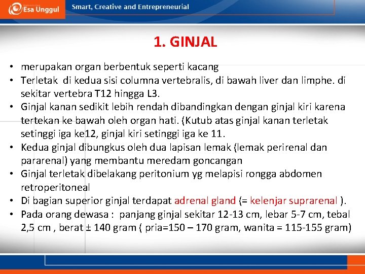 1. GINJAL • merupakan organ berbentuk seperti kacang • Terletak di kedua sisi columna