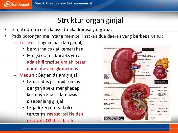 Struktur organ ginjal • Ginjal ditutup oleh kapsul tunika fibrosa yang kuat • Pada