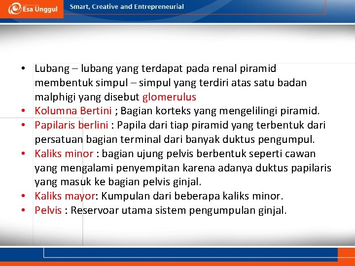  • Lubang – lubang yang terdapat pada renal piramid membentuk simpul – simpul