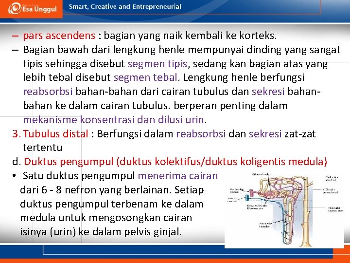 – pars ascendens : bagian yang naik kembali ke korteks. – Bagian bawah dari