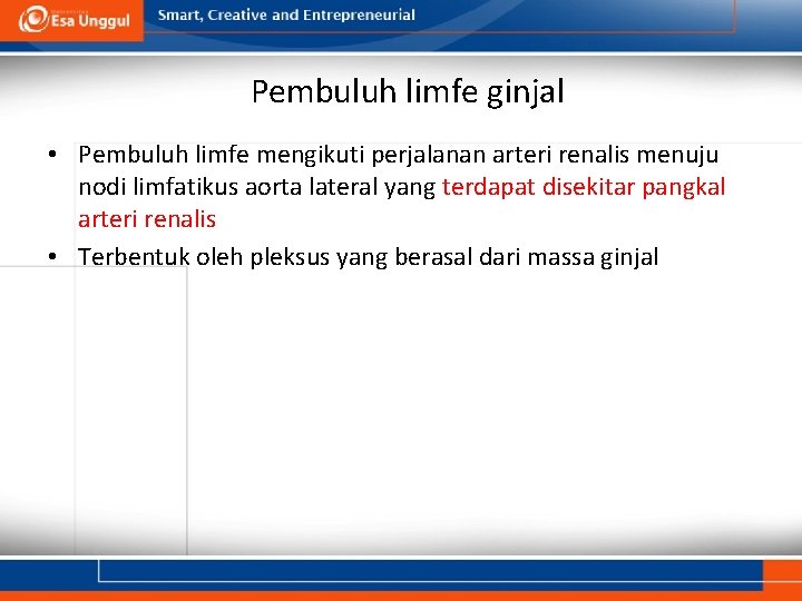 Pembuluh limfe ginjal • Pembuluh limfe mengikuti perjalanan arteri renalis menuju nodi limfatikus aorta