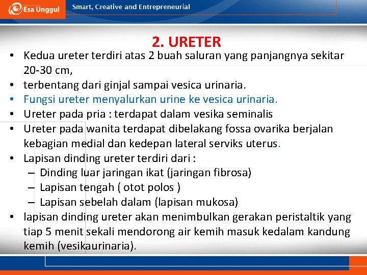 2. URETER • Kedua ureter terdiri atas 2 buah saluran yang panjangnya sekitar 20