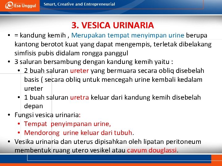 3. VESICA URINARIA • = kandung kemih , Merupakan tempat menyimpan urine berupa kantong