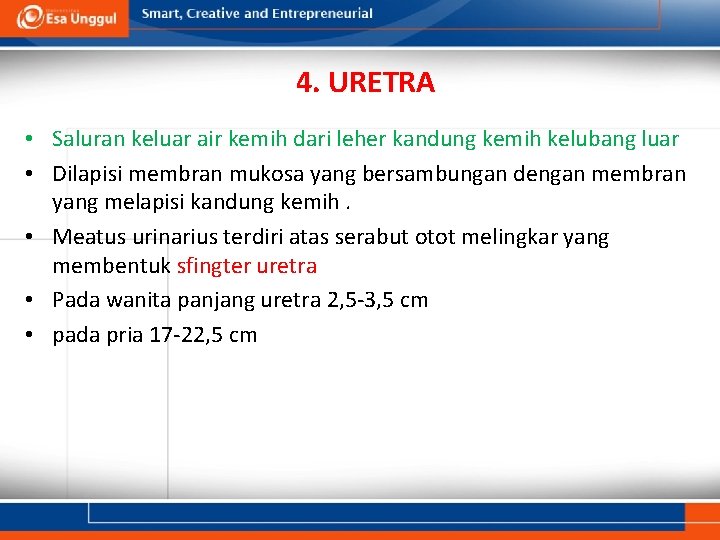 4. URETRA • Saluran keluar air kemih dari leher kandung kemih kelubang luar •