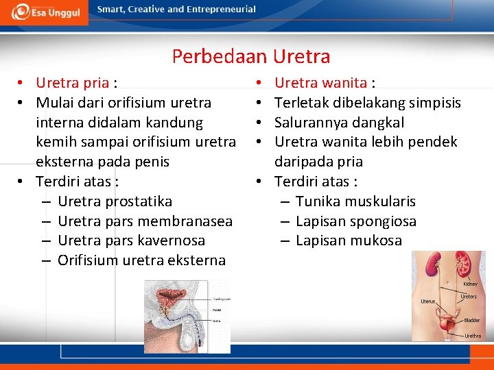 Perbedaan Uretra • Uretra pria : • Mulai dari orifisium uretra interna didalam kandung