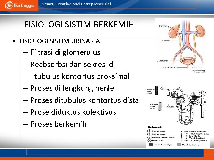 FISIOLOGI SISTIM BERKEMIH • FISIOLOGI SISTIM URINARIA – Filtrasi di glomerulus – Reabsorbsi dan