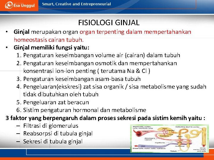 FISIOLOGI GINJAL • Ginjal merupakan organ terpenting dalam mempertahankan homeostasis cairan tubuh. • Ginjal