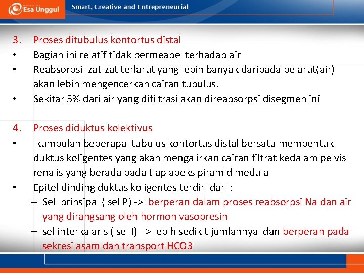 3. • • • 4. • • Proses ditubulus kontortus distal Bagian ini relatif