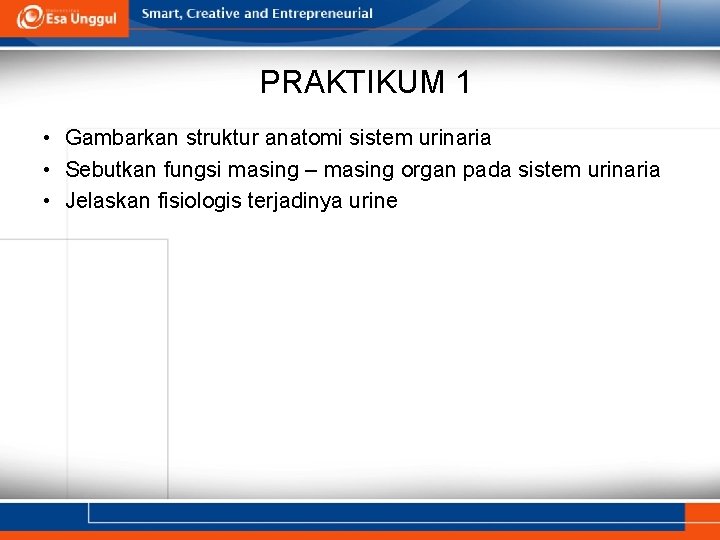 PRAKTIKUM 1 • Gambarkan struktur anatomi sistem urinaria • Sebutkan fungsi masing – masing