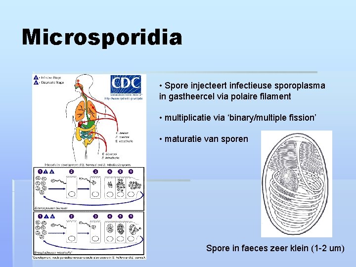 Microsporidia • Spore injecteert infectieuse sporoplasma in gastheercel via polaire filament • multiplicatie via