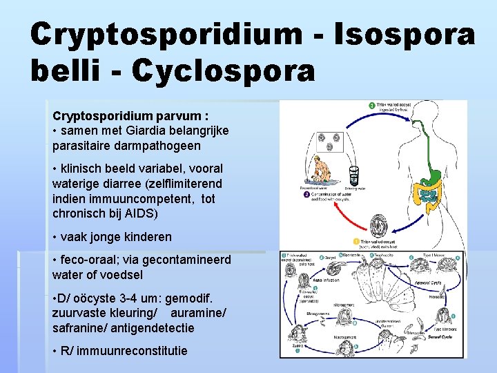 Cryptosporidium - Isospora belli - Cyclospora Cryptosporidium parvum : • samen met Giardia belangrijke