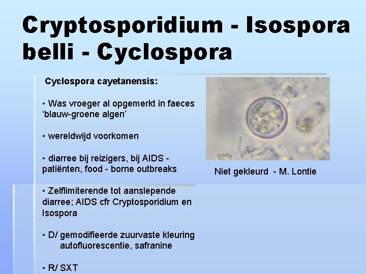 Cryptosporidium - Isospora belli - Cyclospora cayetanensis: • Was vroeger al opgemerkt in faeces
