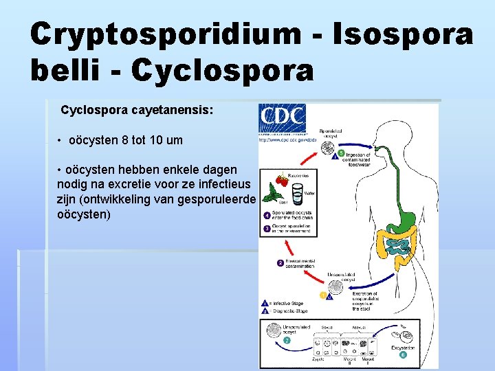 Cryptosporidium - Isospora belli - Cyclospora cayetanensis: • oöcysten 8 tot 10 um •