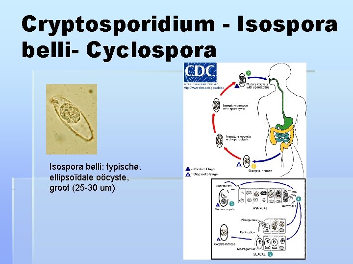 Cryptosporidium - Isospora belli- Cyclospora Isospora belli: typische, ellipsoïdale oöcyste, groot (25 -30 um)