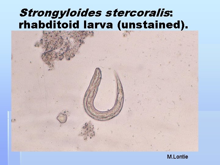 Strongyloides stercoralis: rhabditoid larva (unstained). M. Lontie 
