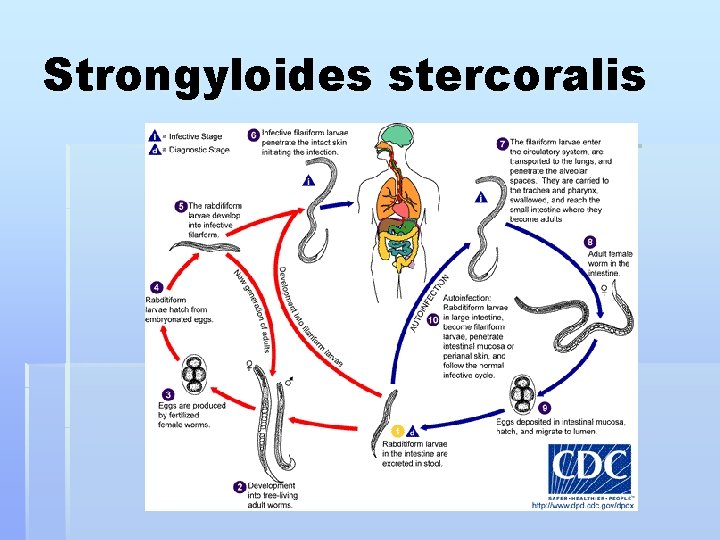 Strongyloides stercoralis 