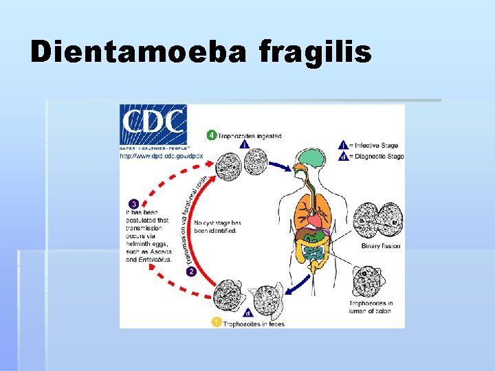 Dientamoeba fragilis 