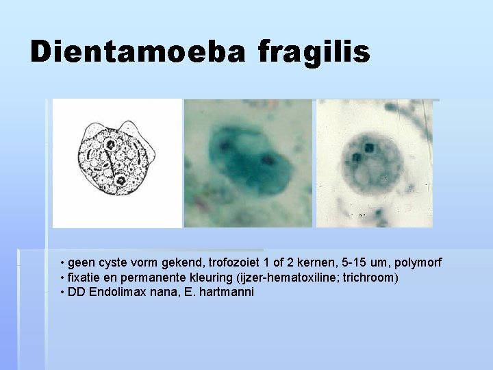 Dientamoeba fragilis • geen cyste vorm gekend, trofozoiet 1 of 2 kernen, 5 -15