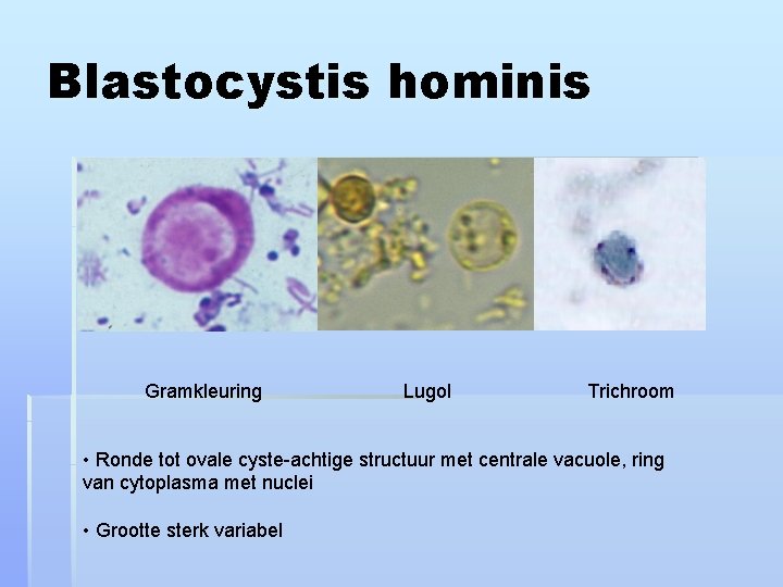 Blastocystis hominis Gramkleuring Lugol Trichroom • Ronde tot ovale cyste-achtige structuur met centrale vacuole,