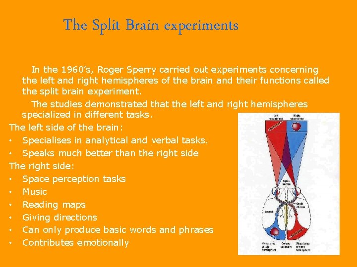 The Split Brain experiments In the 1960’s, Roger Sperry carried out experiments concerning the