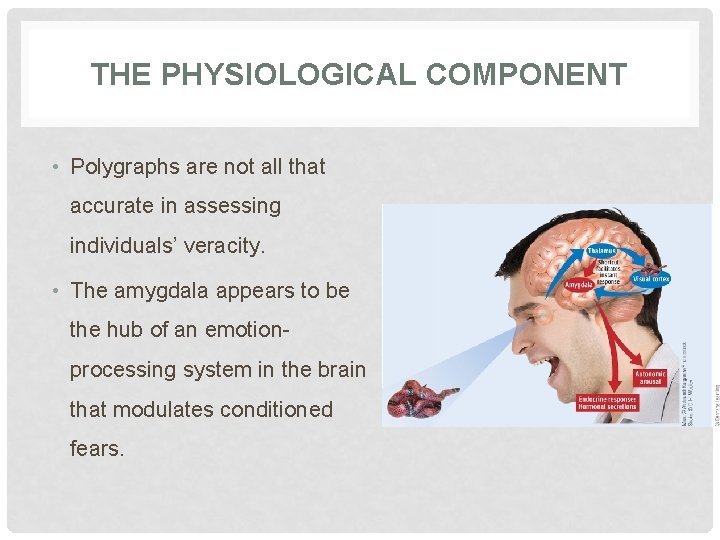 THE PHYSIOLOGICAL COMPONENT • Polygraphs are not all that accurate in assessing individuals’ veracity.