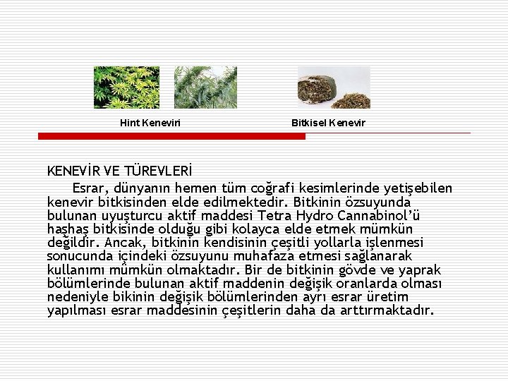 Hint Keneviri Bitkisel Kenevir KENEVİR VE TÜREVLERİ Esrar, dünyanın hemen tüm coğrafi kesimlerinde yetişebilen