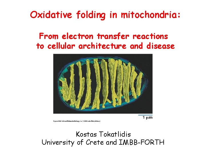 Oxidative folding in mitochondria: From electron transfer reactions to cellular architecture and disease Kostas