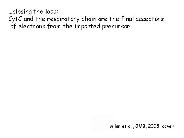 …closing the loop: Cyt. C and the respiratory chain are the final acceptors of