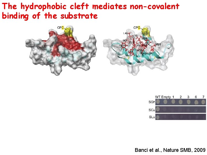 The hydrophobic cleft mediates non-covalent binding of the substrate Banci et al. , Nature