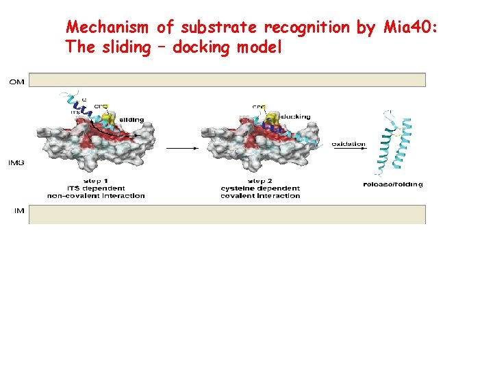 Mechanism of substrate recognition by Mia 40: The sliding – docking model 