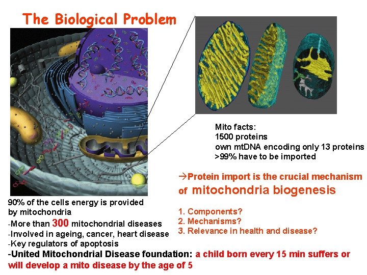 The Biological Problem Mito facts: 1500 proteins own mt. DNA encoding only 13 proteins