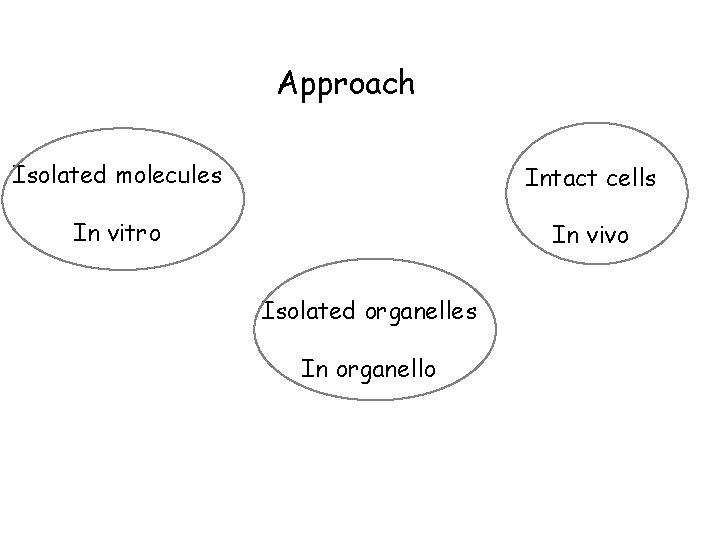 Approach Isolated molecules Intact cells In vitro In vivo Isolated organelles In organello 