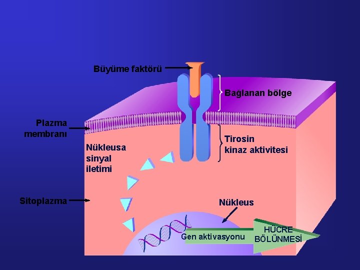 Büyüme faktörü Bağlanan bölge Plazma membranı Nükleusa sinyal iletimi Sitoplazma Tirosin kinaz aktivitesi Nükleus