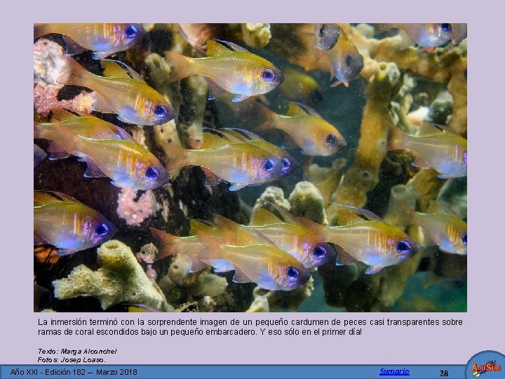 La inmersión terminó con la sorprendente imagen de un pequeño cardumen de peces casi