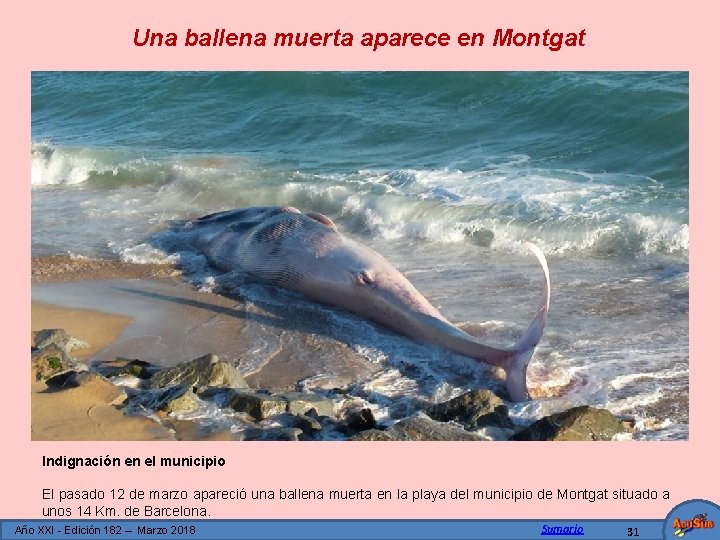 Una ballena muerta aparece en Montgat Indignación en el municipio El pasado 12 de