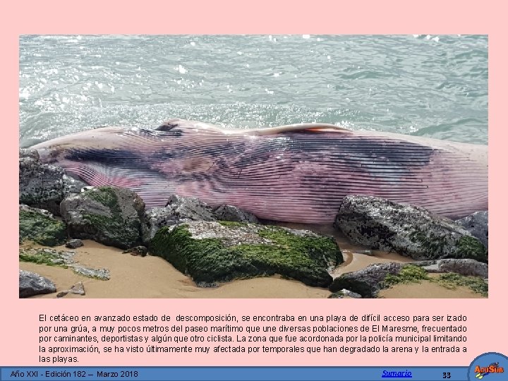 El cetáceo en avanzado estado de descomposición, se encontraba en una playa de difícil