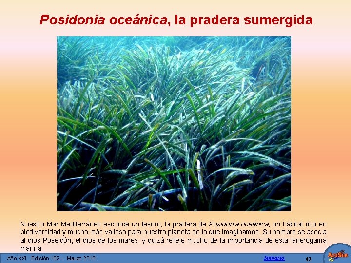 Posidonia oceánica, la pradera sumergida Nuestro Mar Mediterráneo esconde un tesoro, la pradera de