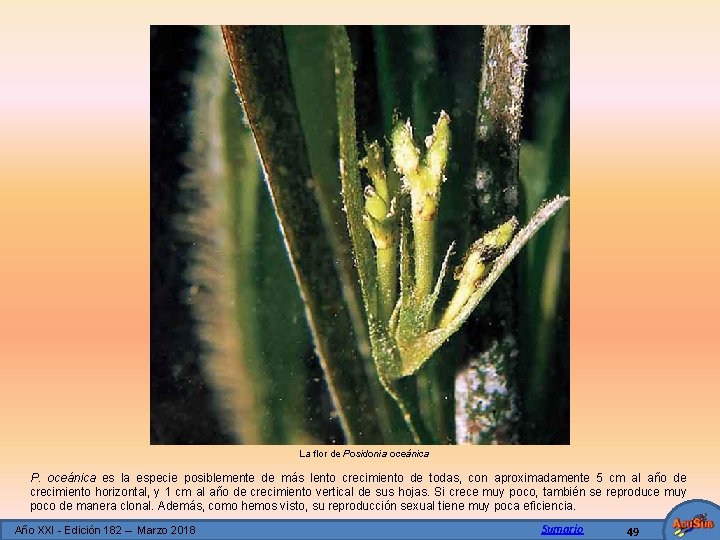 La flor de Posidonia oceánica P. oceánica es la especie posiblemente de más lento