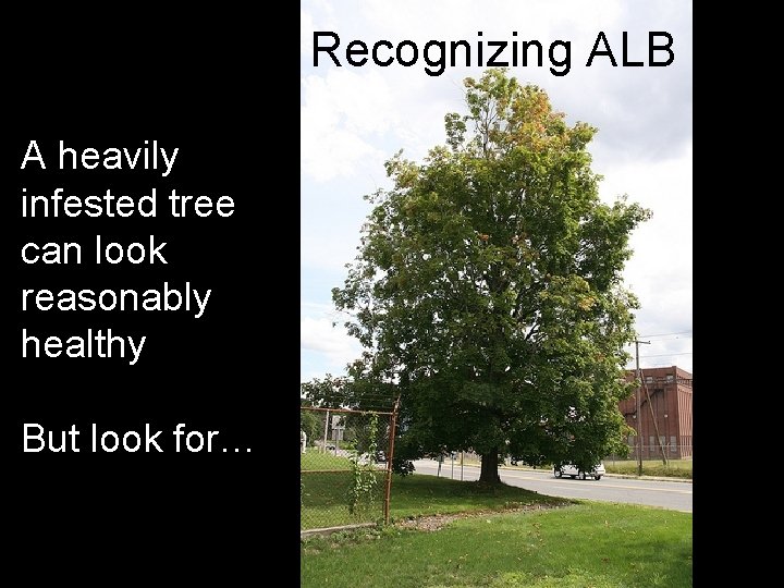Recognizing ALB A heavily infested tree can look reasonably healthy But look for… 