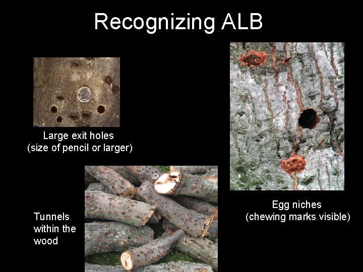 Recognizing ALB Large exit holes (size of pencil or larger) Tunnels within the wood