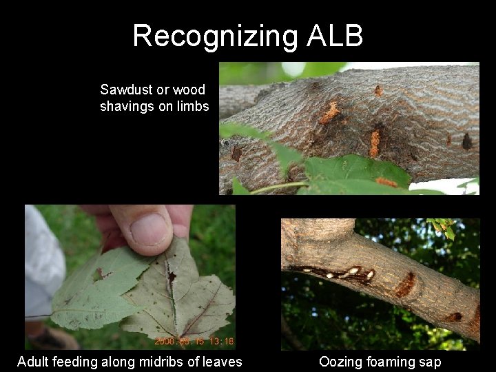 Recognizing ALB Sawdust or wood shavings on limbs Adult feeding along midribs of leaves