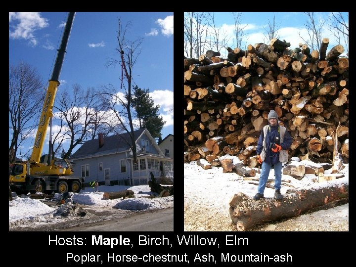 Hosts: Maple, Birch, Willow, Elm Poplar, Horse-chestnut, Ash, Mountain-ash 